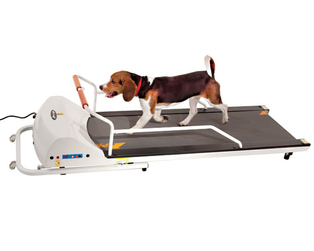 The 7 Best Treadmills for Dogs of 2024