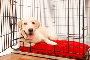 How to Crate Train Your Dog – AdeoPets